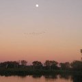 Ducks flying under the full moon!