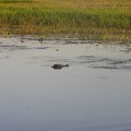 Eureka ! Our first croc sighting in Kakadu!